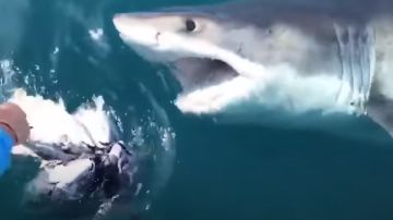 Un pescador mure por el ataque de un tiburón 