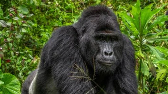 Rafiki, uno de los últimos gorilas de montaña de Uganda Rafiki, uno de los últimos gorilas de montaña de Uganda
