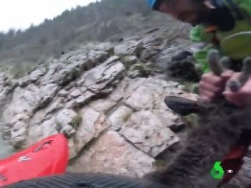 Un kayakista rescata a un ciervo Un kayakista rescata a un ciervo