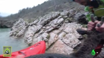 Un kayakista rescata a un ciervo