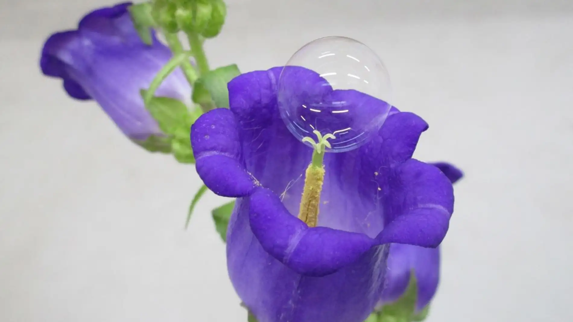 Burbuja sobre una flor