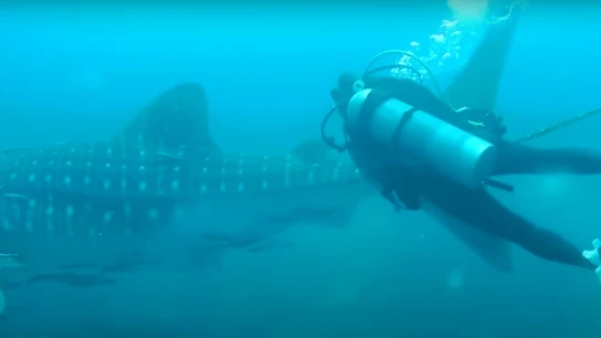 Rescate de un buzo a un tiburón ballena Rescate de un buzo a un tiburón ballena