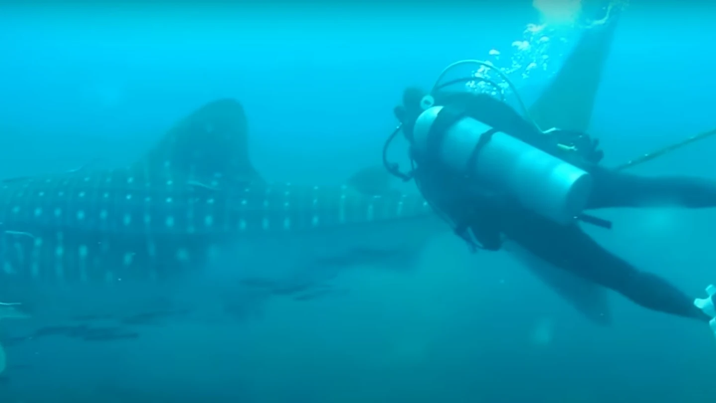 Rescate de un buzo a un tiburón ballena Rescate de un buzo a un tiburón ballena