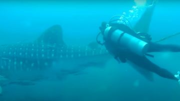 Rescate de un buzo a un tiburón ballena