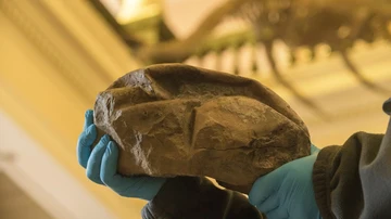 Fósil de huevo de dinosaurio descubierto en la Antártida