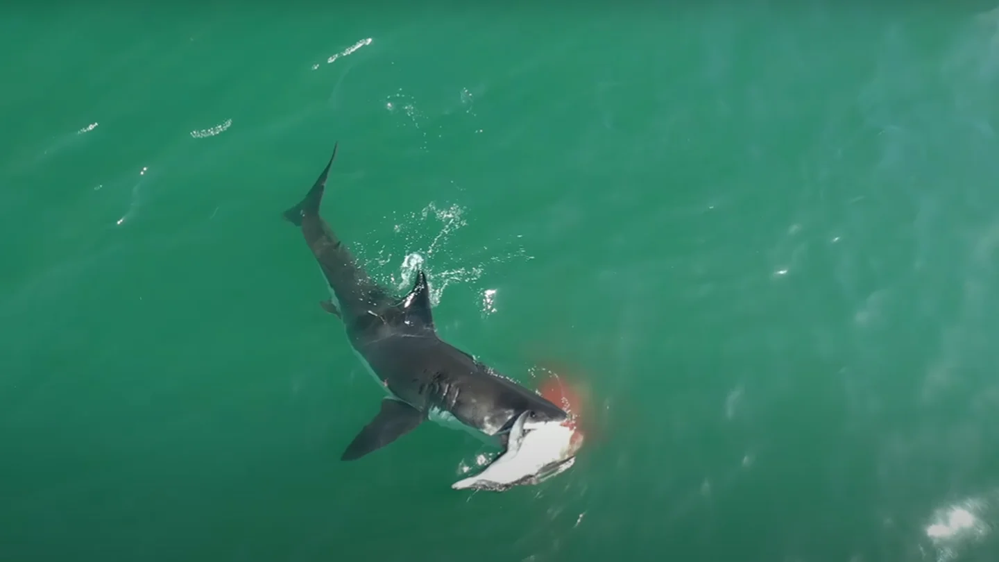 Un tiburón ataca a un delfín Un tiburón ataca a un delfín