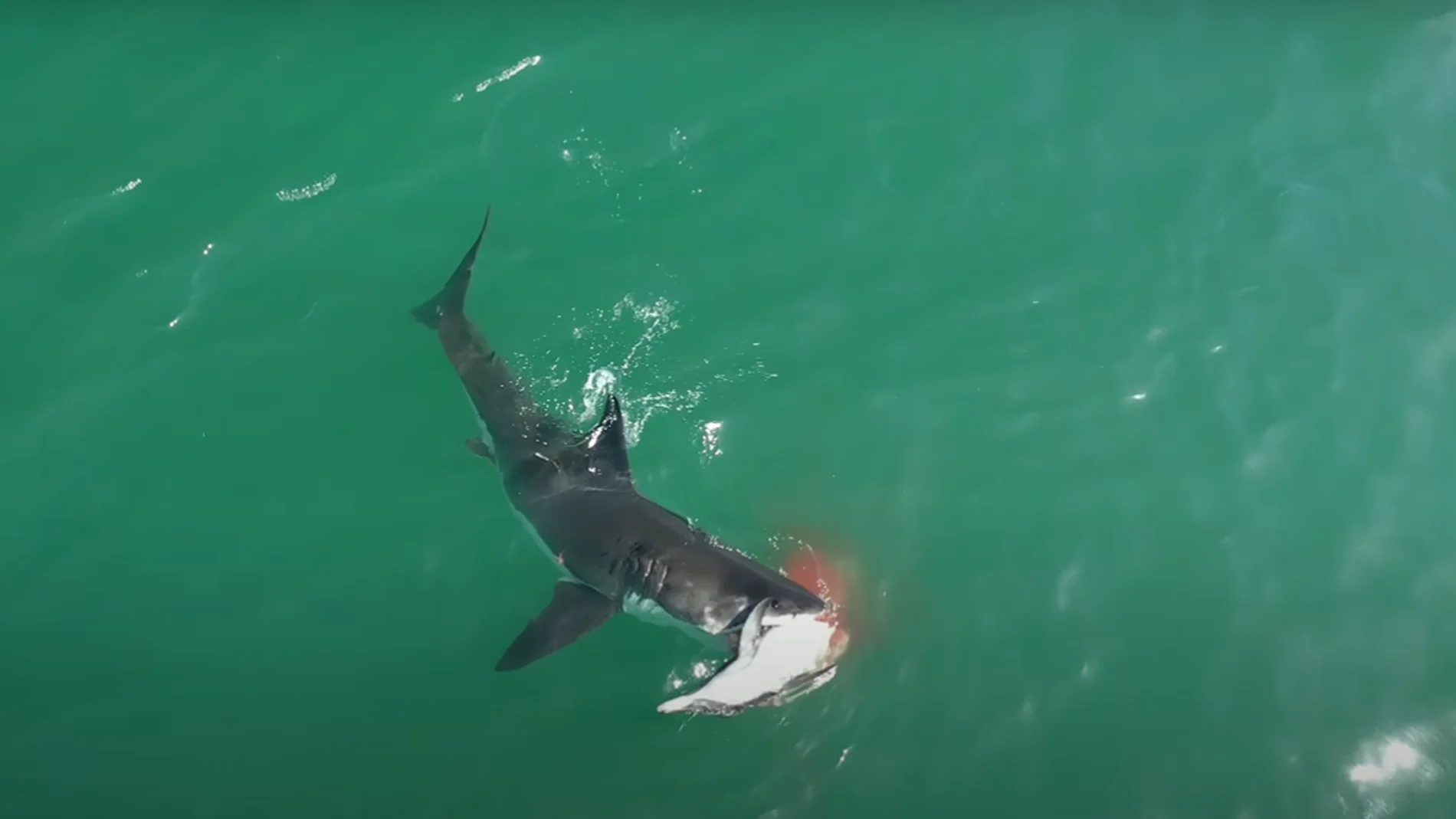 Un tiburón ataca a un delfín