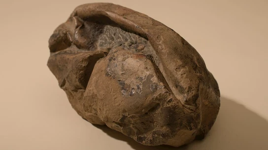 El huevo más grande de la era de los dinosaurios El huevo más grande de la era de los dinosaurios