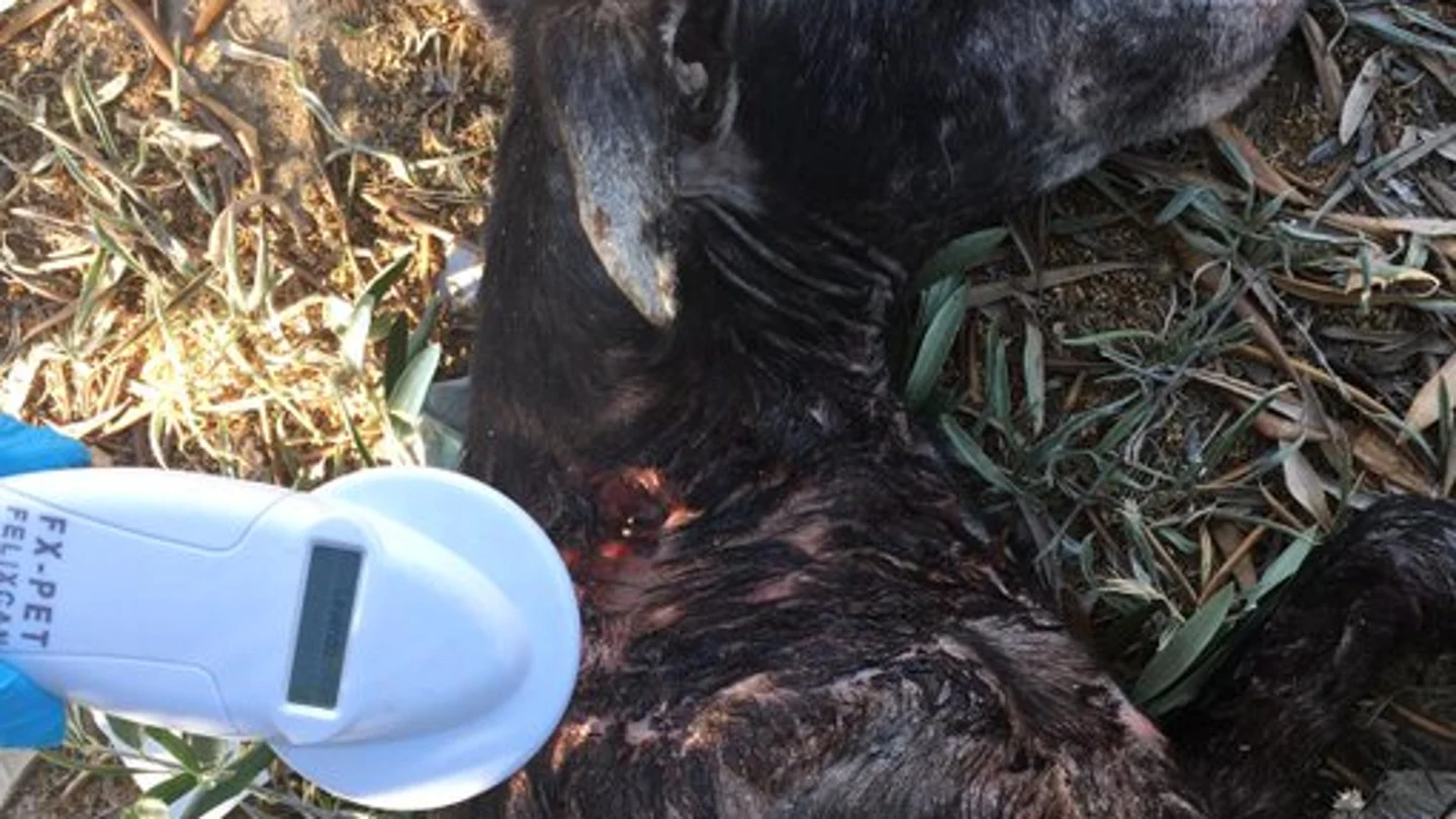 Los agentes rescataron al animal colgado en un olivar tras ser apaleado Los agentes rescataron al animal colgado en un olivar tras ser apaleado