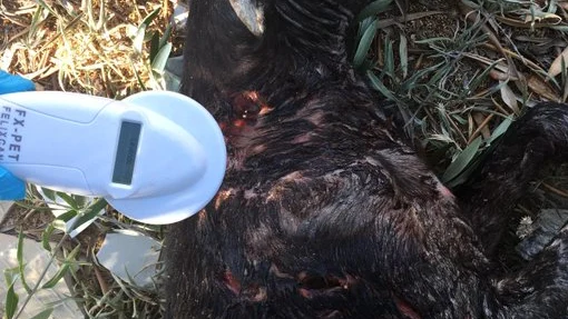 Los agentes rescataron al animal colgado en un olivar tras ser apaleado