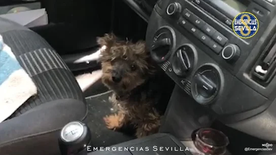 El perro estaba prácticamente desvanecido cuando fue rescatado en Sevilla El perro estaba prácticamente desvanecido cuando fue rescatado en Sevilla