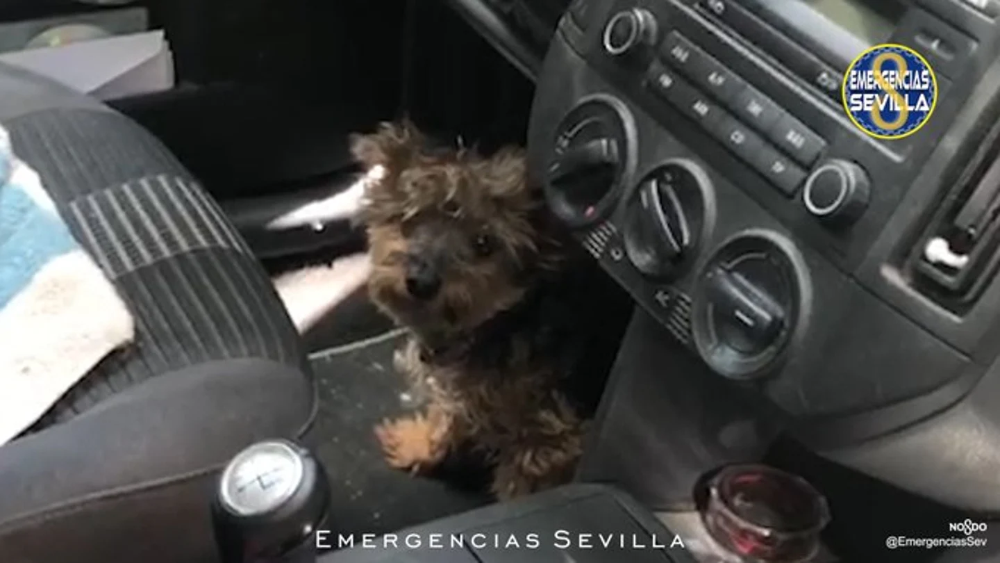 El perro estaba prácticamente desvanecido cuando fue rescatado en Sevilla El perro estaba prácticamente desvanecido cuando fue rescatado en Sevilla