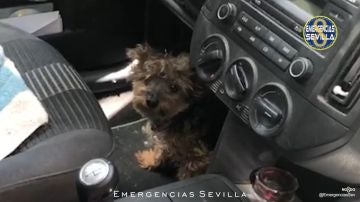 El perro estaba prácticamente desvanecido cuando fue rescatado en Sevilla