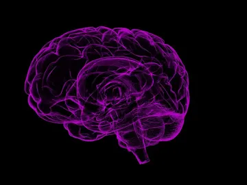 cerebro cerebro
