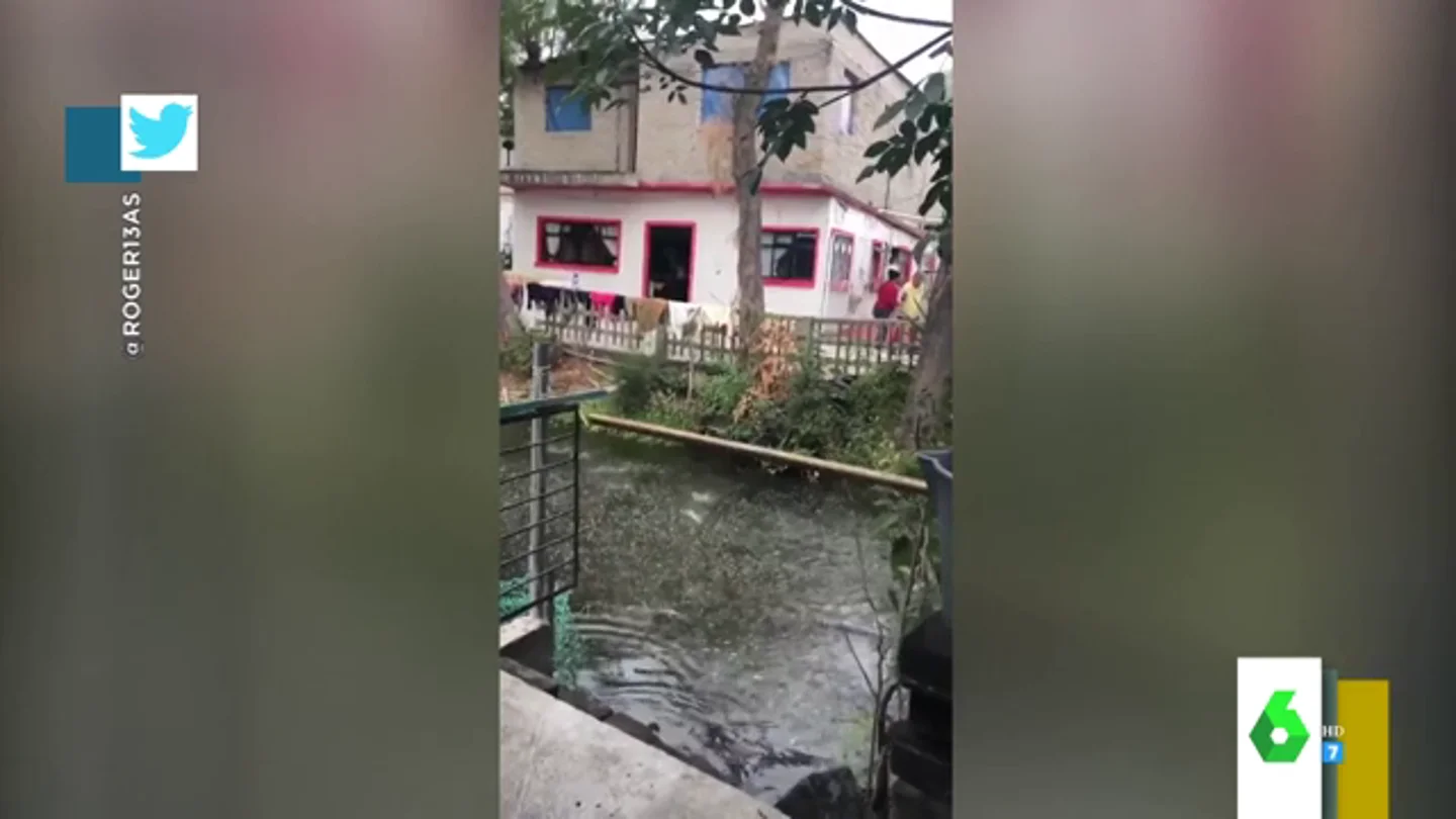 peces peces