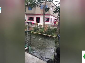 peces peces