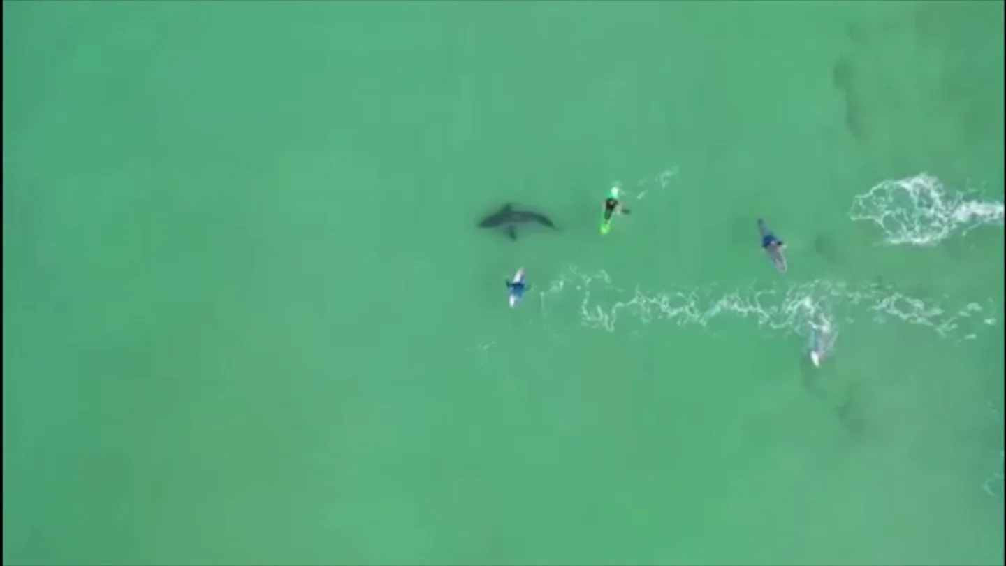 Un dron graba el momento en el que un tiburón blanco acecha a varios surfistas Un dron graba el momento en el que un tiburón blanco acecha a varios surfistas