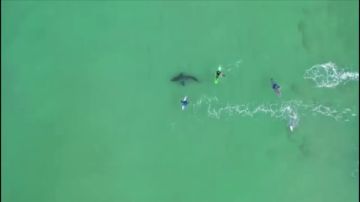 Un dron graba el momento en el que un tiburón blanco acecha a varios surfistas