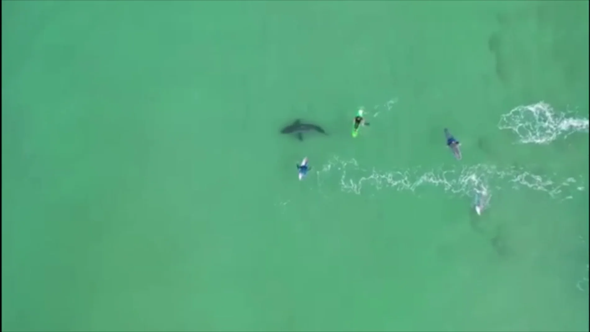 Un dron graba el momento en el que un tiburón blanco acecha a varios surfistas