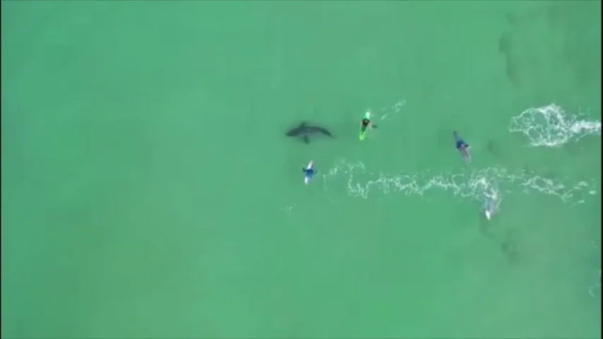 Un dron graba el momento en el que un tiburón blanco acecha a varios surfistas