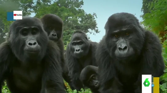 Un gorila robot Un gorila robot