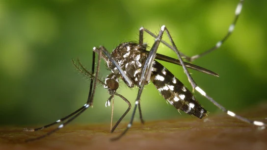 Imagen de un mosquito tigre Imagen de un mosquito tigre