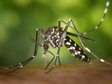Imagen de un mosquito tigre Imagen de un mosquito tigre