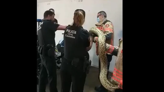 Imagen de la Policía Local de Castellón con una pitón Imagen de la Policía Local de Castellón con una pitón