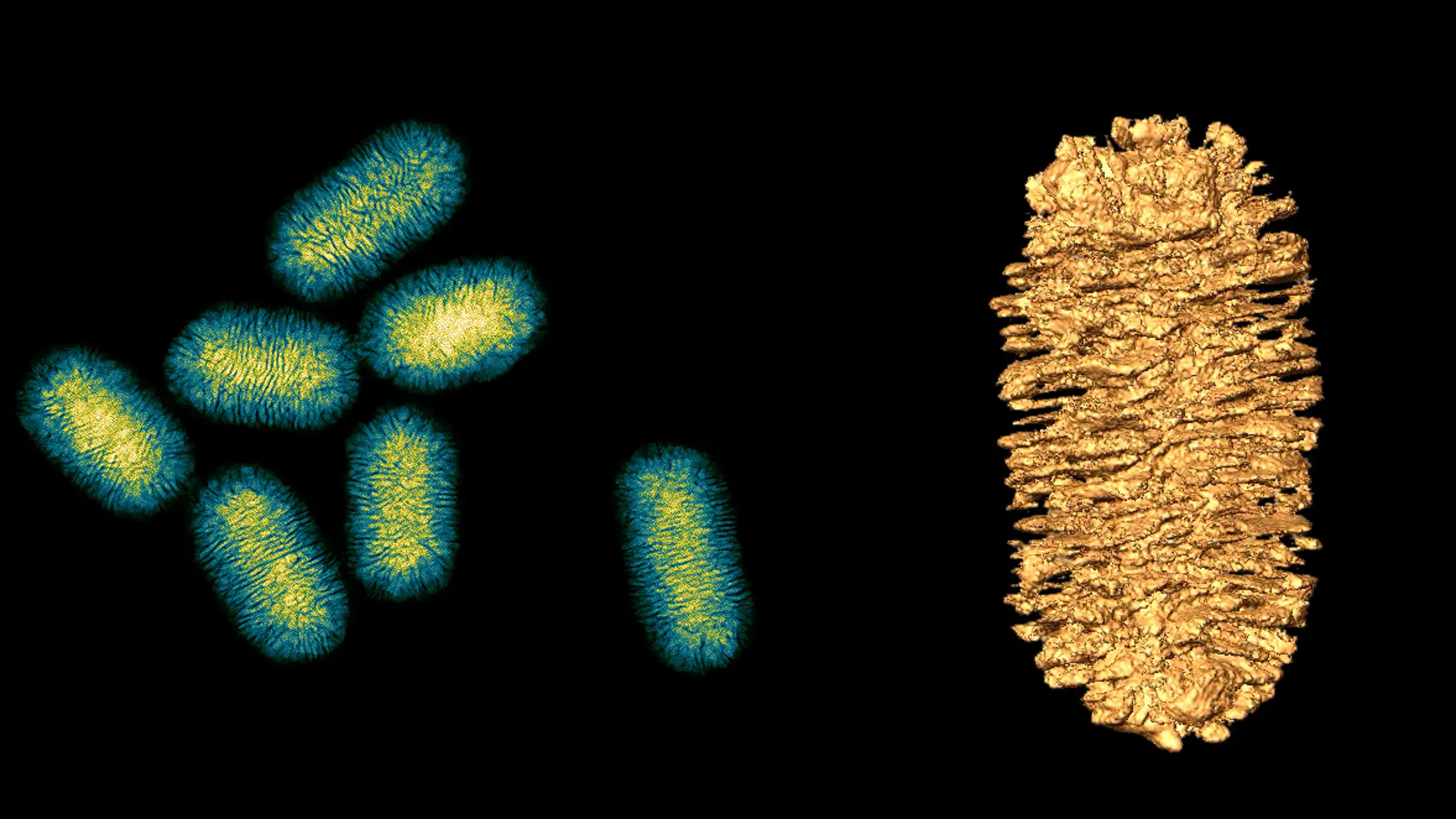 Como fabricar valiosos nanotornillos de oro