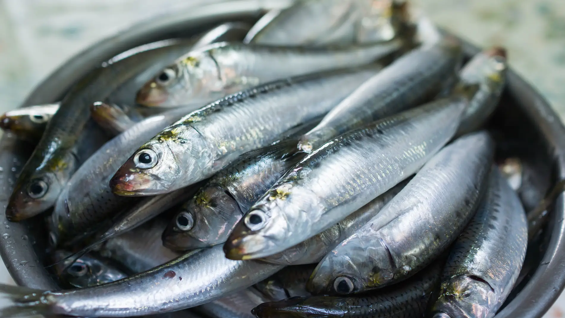 Mas de la mitad de las sardinas y anchoas del Mediterraneo occidental tienen microplasticos en sus intestinos