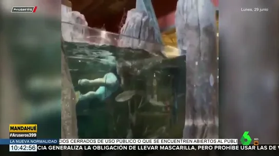 Buscan a un hombre que nadó con los peces de un acuario gigante de un centro comercial Buscan a un hombre que nadó con los peces de un acuario gigante de un centro comercial