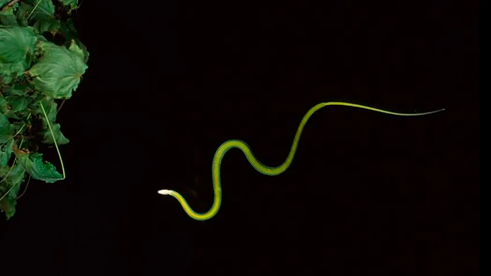 Las serpientes voladoras usan sus ondulaciones para deslizarse por el aire