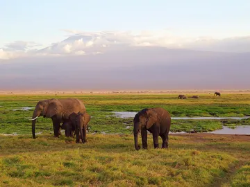 África África