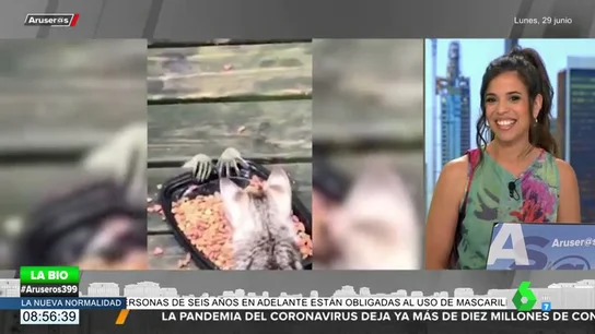 El divertido e inquietante vídeo de un mapache intentando robar comida a unos gatos El divertido e inquietante vídeo de un mapache intentando robar comida a unos gatos