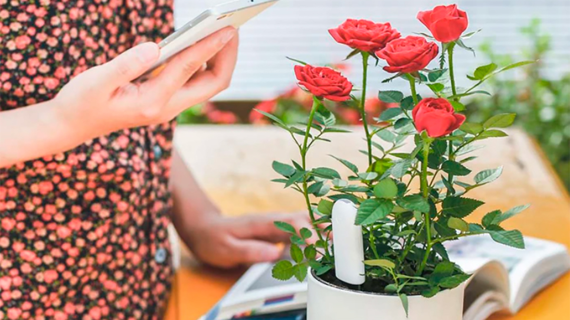 exhaustivo apelación Pelmel Este gadget de Xiaomi es la clave para mantener las plantas de tu casa  vivas y sanas
