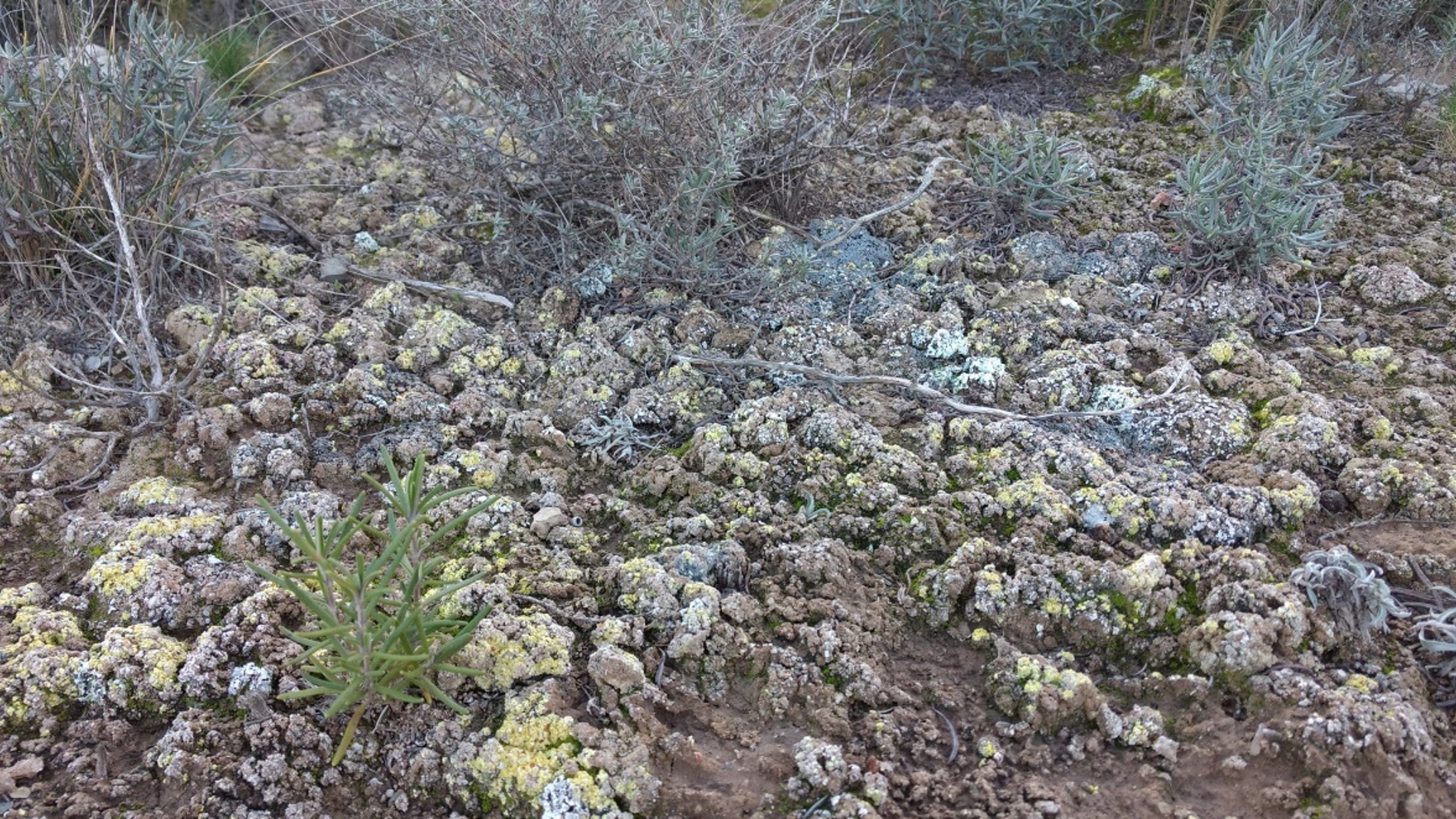 Costras biológicas del suelo