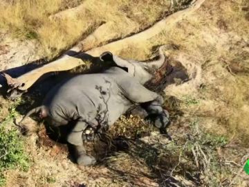 Más de 300 elefantes aparecen muertos en Botswana sin una causa aparente Más de 300 elefantes aparecen muertos en Botswana sin una causa aparente