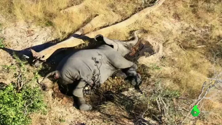 Más de 300 elefantes aparecen muertos en Botswana sin una causa aparente