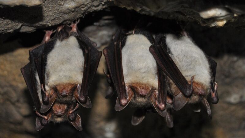 Nipah, el virus que podría provocar la próxima pandemia mundial