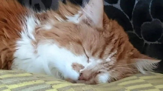 Imagen de Rubble, el gato que ha fallecido a los 31 años en Reino Unido Imagen de Rubble, el gato que ha fallecido a los 31 años en Reino Unido