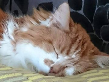 Imagen de Rubble, el gato que ha fallecido a los 31 años en Reino Unido Imagen de Rubble, el gato que ha fallecido a los 31 años en Reino Unido