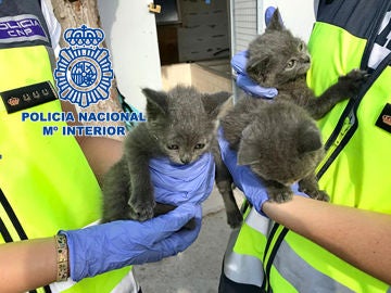 Imagen de los gatos rescatados del criadero ilegal de mascotas Imagen de los gatos rescatados del criadero ilegal de mascotas