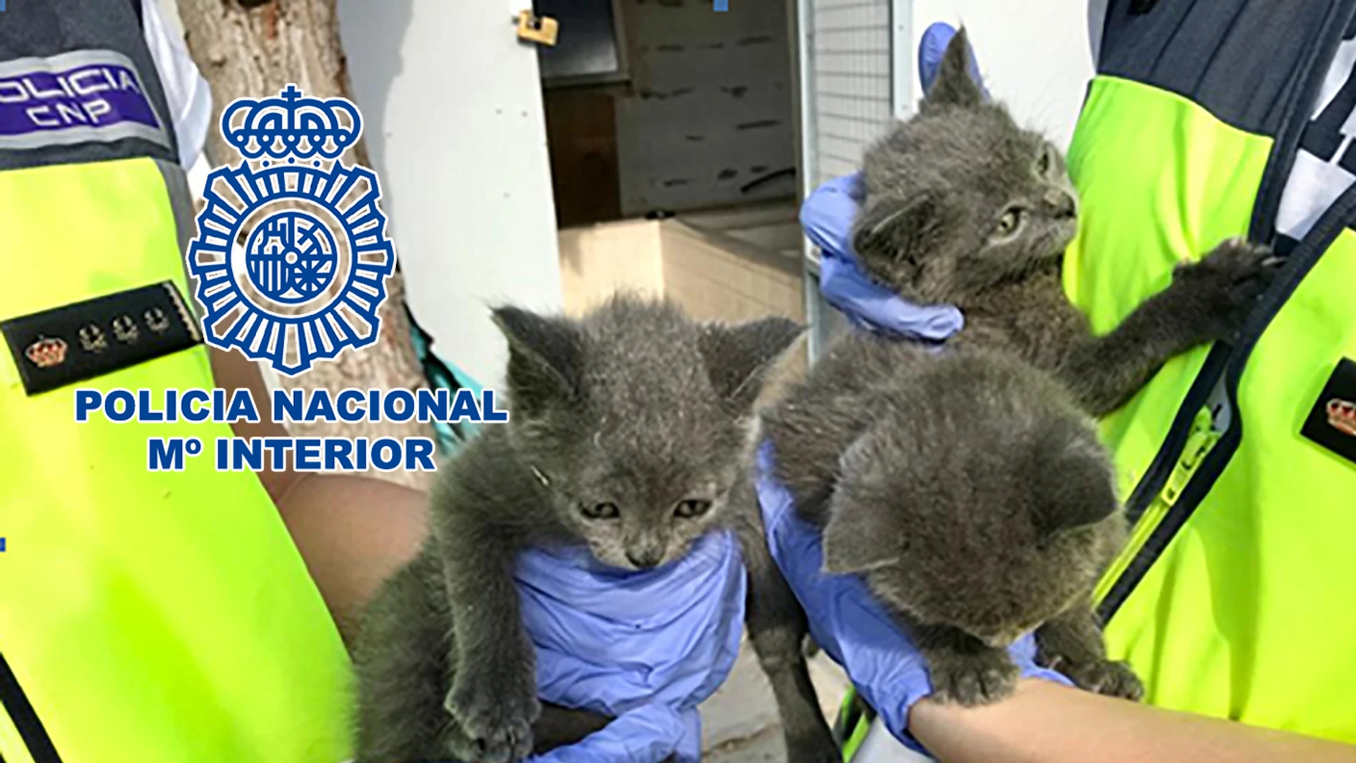 Imagen de los gatos rescatados del criadero ilegal de mascotas