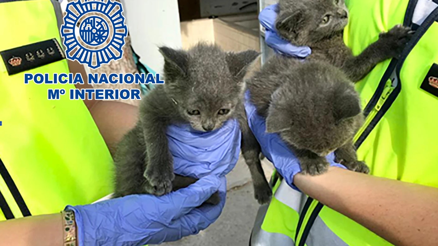 Imagen de los gatos rescatados del criadero ilegal de mascotas