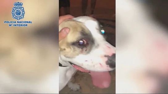 El perro sufrió daños en el hocico, los labios y en uno de sus ojos. El perro sufrió daños en el hocico, los labios y en uno de sus ojos.