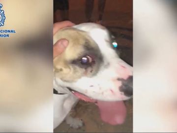 El perro sufrió daños en el hocico, los labios y en uno de sus ojos. El perro sufrió daños en el hocico, los labios y en uno de sus ojos.