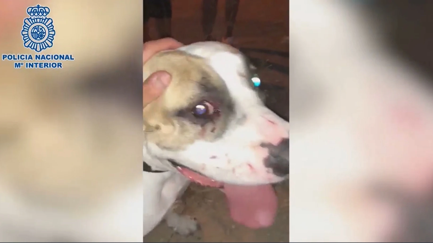 El perro sufrió daños en el hocico, los labios y en uno de sus ojos.