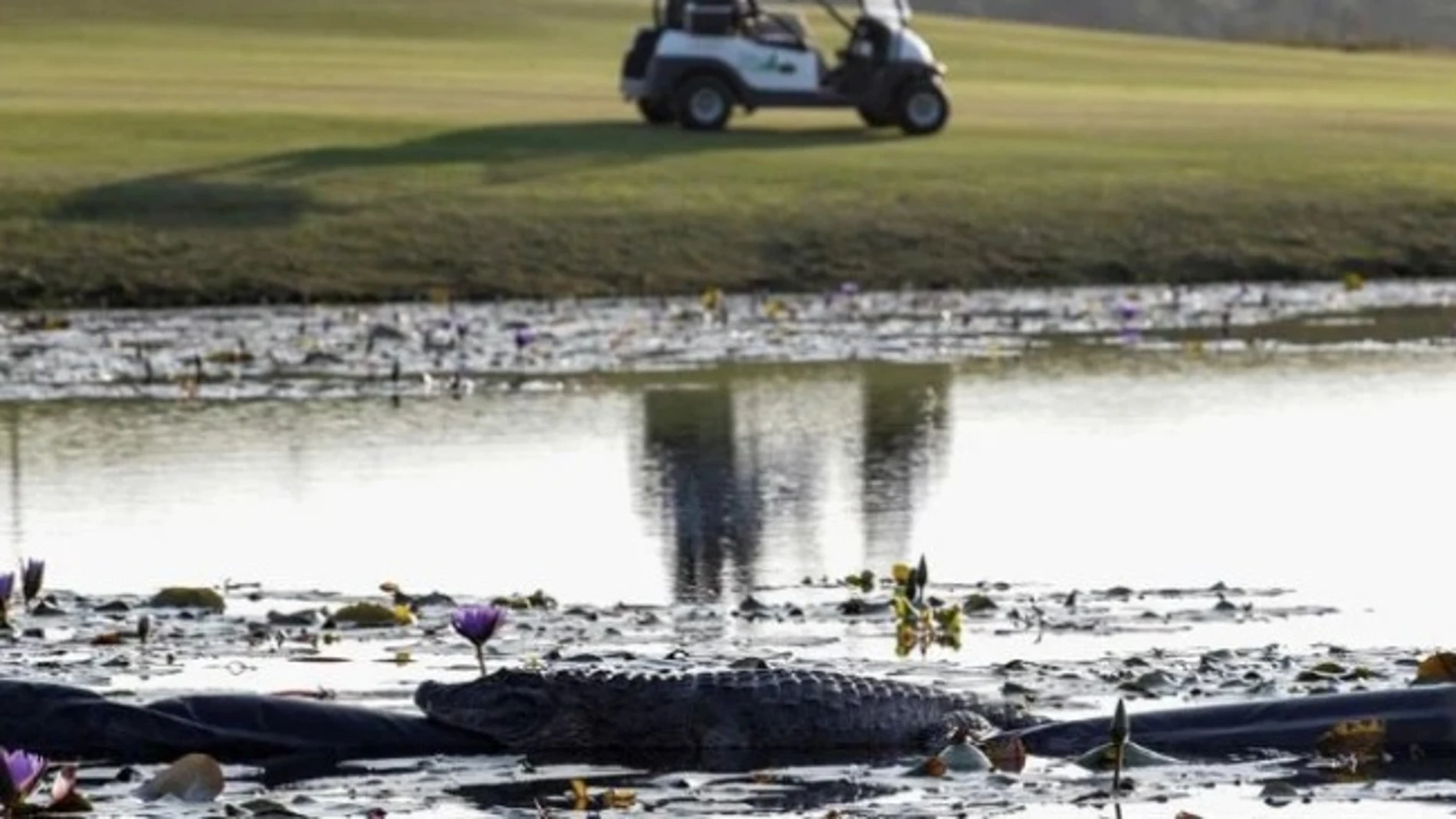Un caimán en un campo de golf