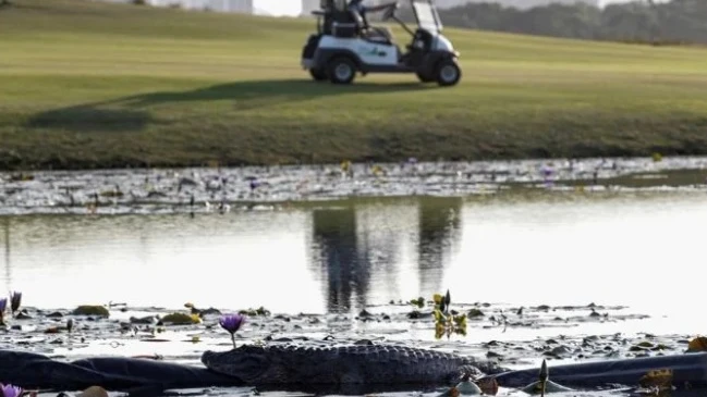 Un caimán en un campo de golf