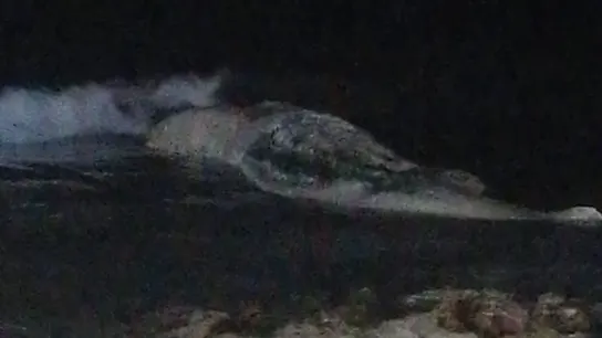 Aparece el cadáver de un cachalote gigante en una céntrica playa de Torrevieja Aparece el cadáver de un cachalote gigante en una céntrica playa de Torrevieja